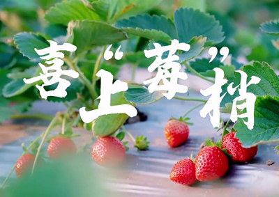 中國電信的信息技術(shù)正成為草莓種植戶拓展銷售、傳播口碑的新農(nóng)具_400.jpg